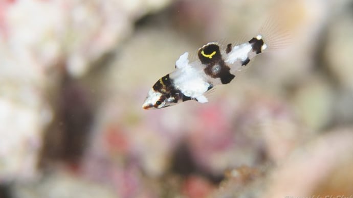 わんさか撮るもの豊富!!、5月8日の海。☆