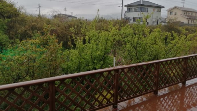 こもり生活7日目は終日の雨