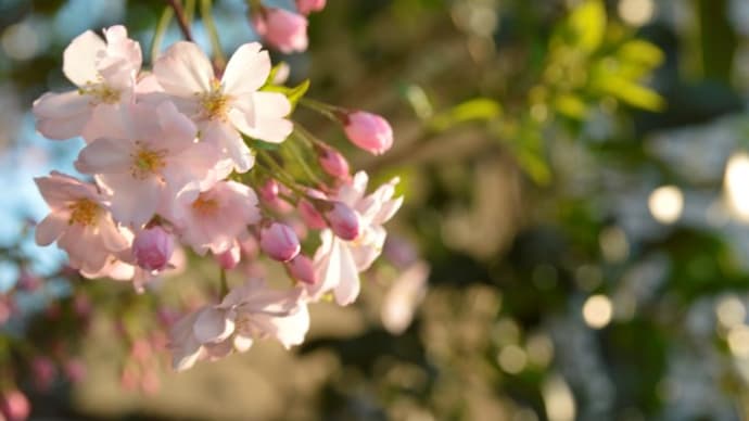 雨情枝垂れ桜・開花中4/07