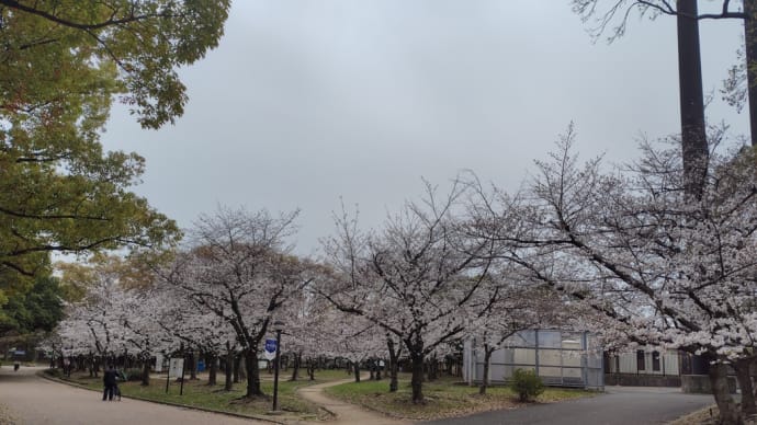 2025春🌸長居公園🌸