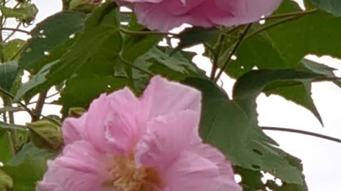 9月最後の日・花いろいろ