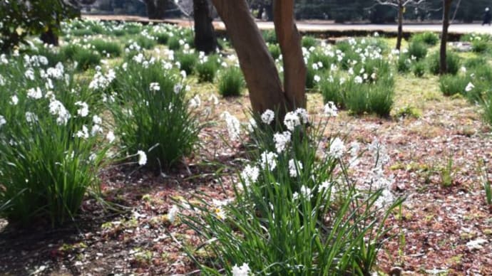 新宿御苑　スイセンとペーパーホワイトがたくさん咲いています　　　　　3