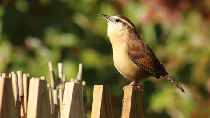 裏庭のチャバラマユミソサザイ、カロリナレンが鳴く