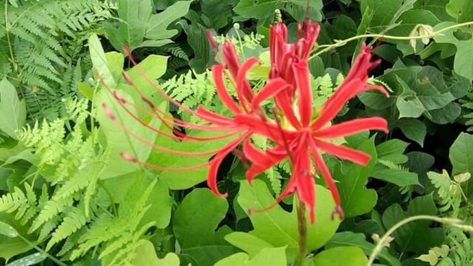 お彼岸の花