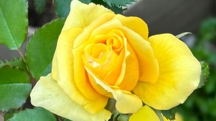まさかの開花