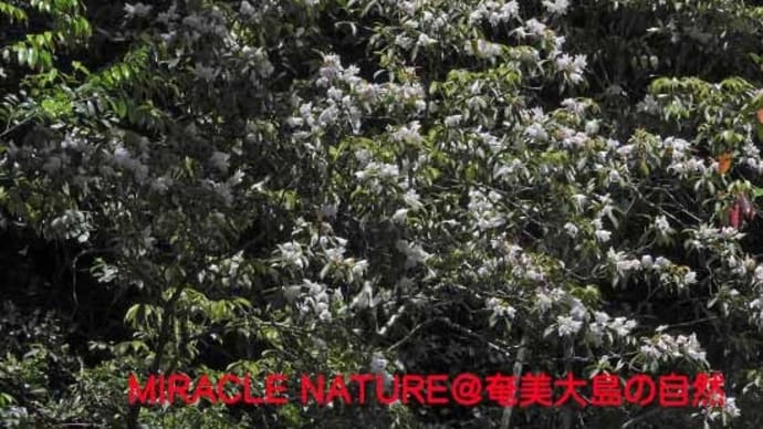 幻のツツジ、アマミセイシカ花盛り