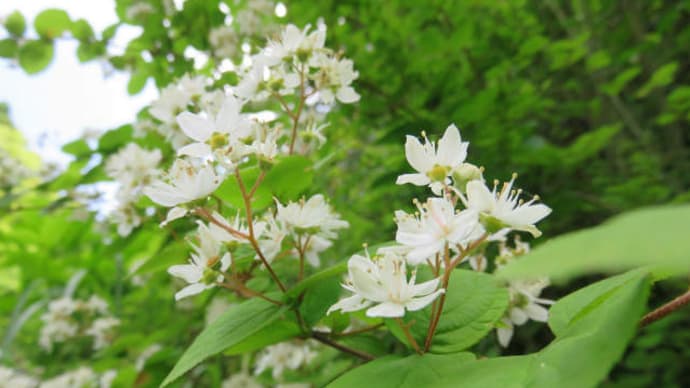 fuzzy pride-of-Rochester