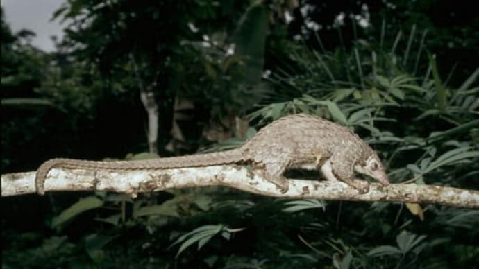 センザンコウの悲哀