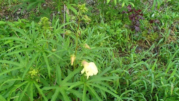 6本目の生姜の芽が出ていました