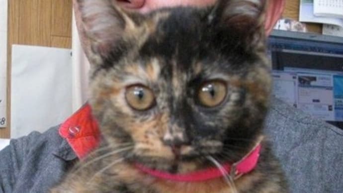 迷い猫⑤