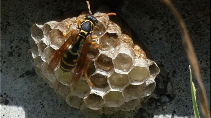 フタモンアシナガバチ、と思うのですが~?。
