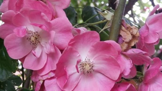 日照0地帯で咲く薔薇って有難い☆壁面誘因のアンジェラ