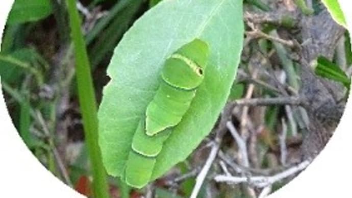 夏の虫たちにとって 10月の日差しは命をつなぐ最後のチャンス