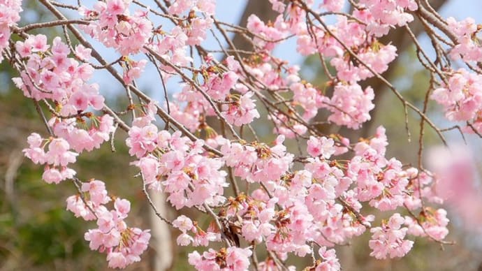 春の武蔵嵐山・・・菅谷館跡・・・スプリングエフェメラル・春の妖精…コツバメ(シジミ蝶)に今年も逢えた
