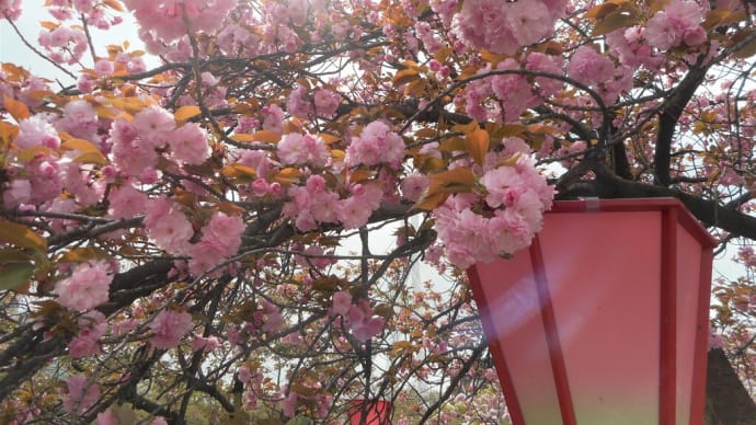 令和初　造幣局「桜の通り抜け」～桜便り～（6）