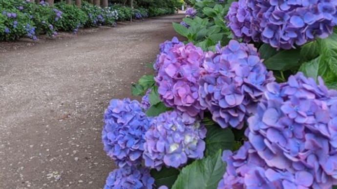 紫陽花