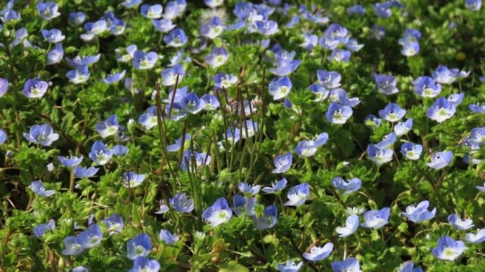 畑の雑草オオイヌノフグリ（大犬の陰嚢）ですが