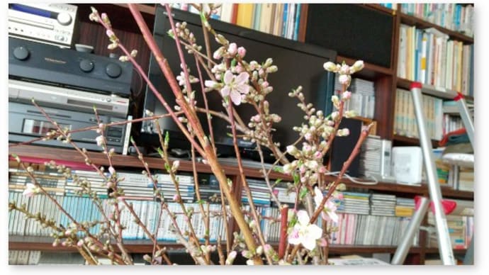 室内に生けた桃の剪定枝に花が咲いた