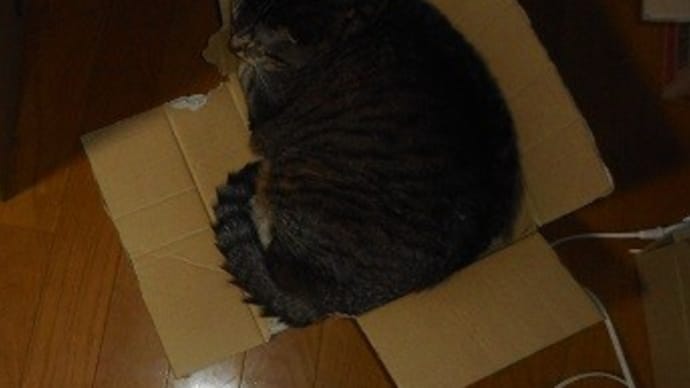 ダンボール箱を破壊