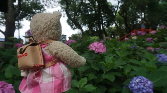 3500本の紫陽花が咲く「藤森神社」。境内2か所の紫陽花苑。7月初旬まで公開予定。