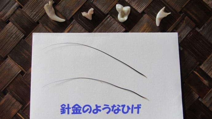抜けた髭&歯発見!髭の役割と歯の本数を学びました