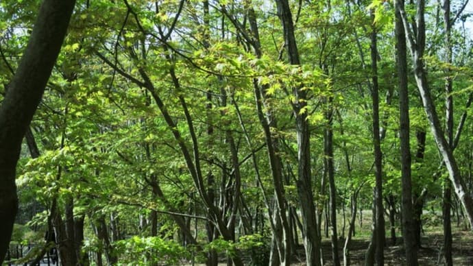 ぶらりジョグ~里山公園