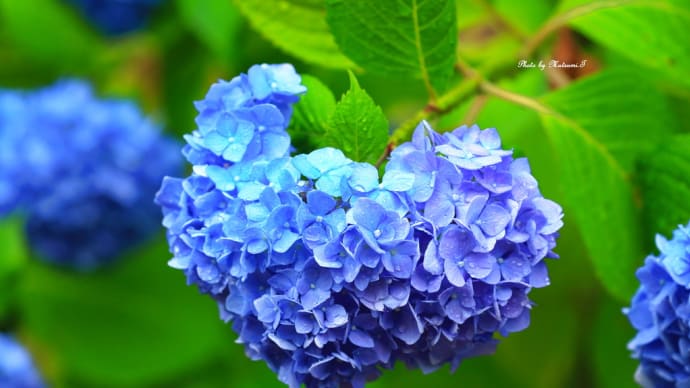 デジイチVer. ハナショウブと紫陽花
