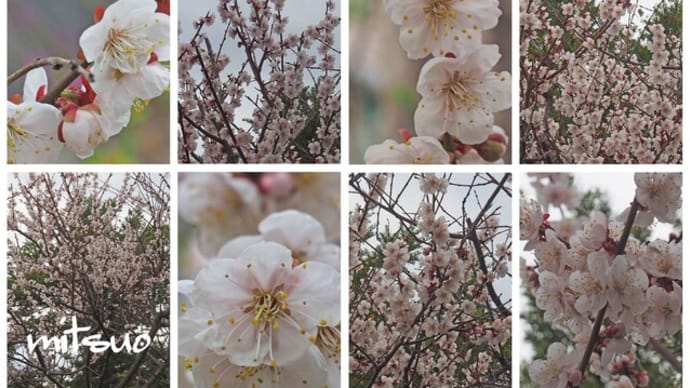 「梅の花が咲きました」 MY GARDEN 2025.05.06日撮影
