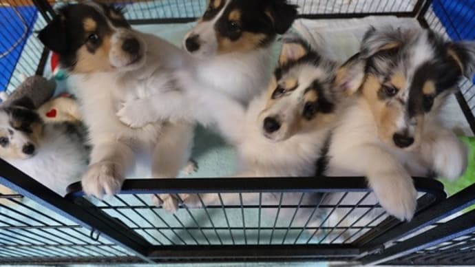 すずの子犬オーナー様募集しています。