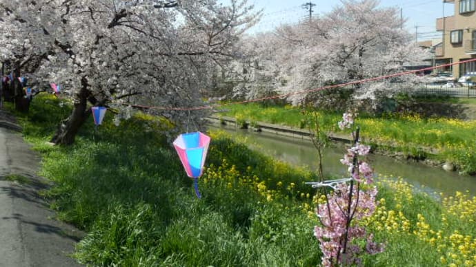 新河岸川の桜５・花とコイ（弁天橋）