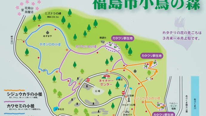 カタクリの開花を確認...福島市小鳥の森にて(2025.3.23)