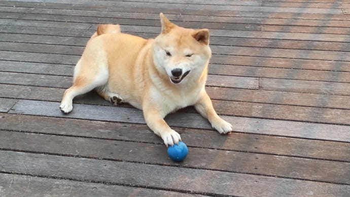 柴犬のクーパー君