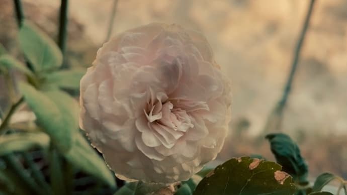 窓辺の粉粧楼開花
