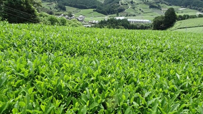 お茶畑が広がる粟ヶ岳