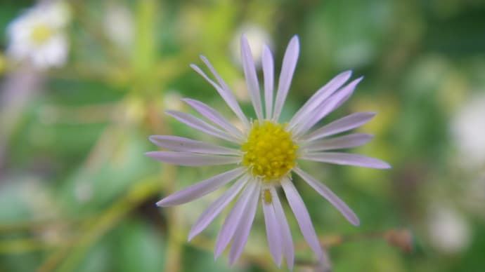 ウォーキング途中の小花たち