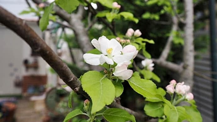 ４月２日の庭＜リンゴ開花＞