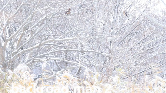 「雪景色と鳶」