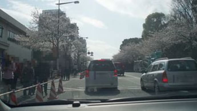 靖国神社と武道館で花見♪