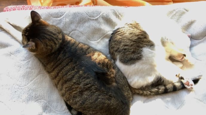 猫の虫干し
