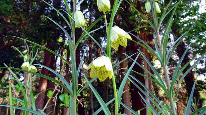 山野草:ハルオコシの芽生えの傍らにも小さな命が・・・・・・