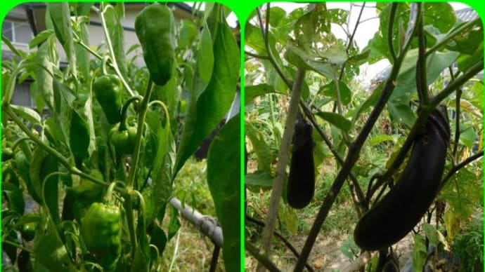 水が恋しい夏野菜。