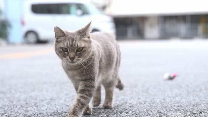 沖縄県の猫たち 2025年1月 その25