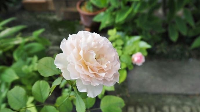 7月2日<汚いバラ きれいなバラ>