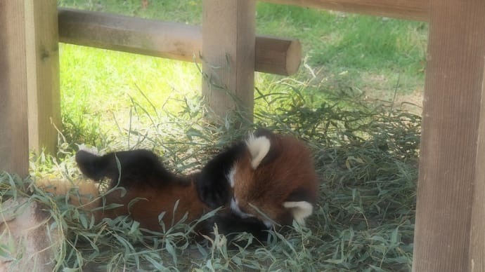レッサーパンダに会おう