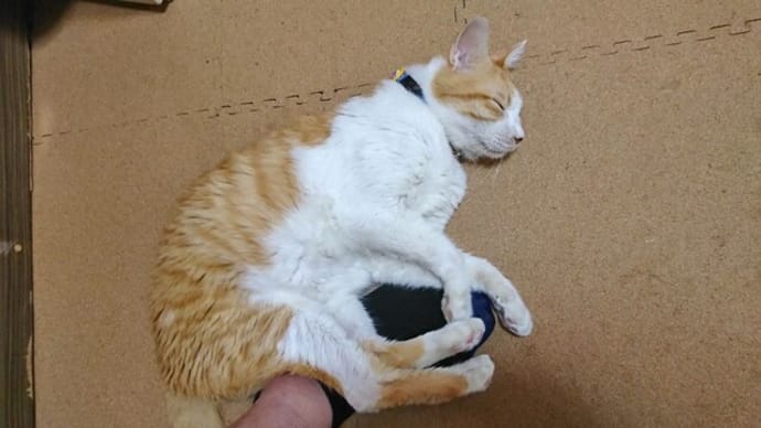 9月30日(木) 猫の麦とごまの日常日記