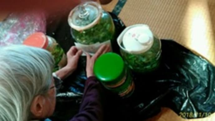 アロエ酒作り