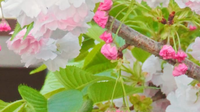 桜も…藤も…花三昧の日