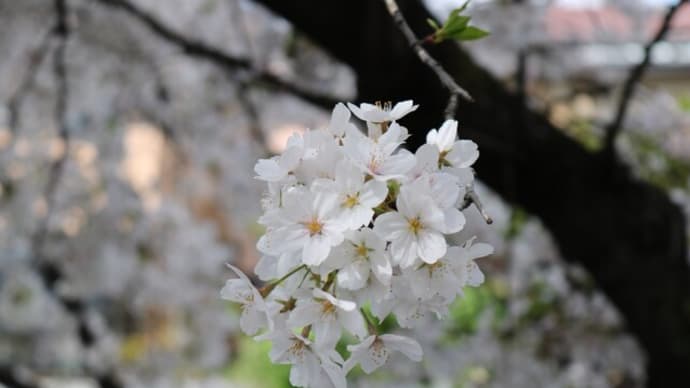4月の石神井川