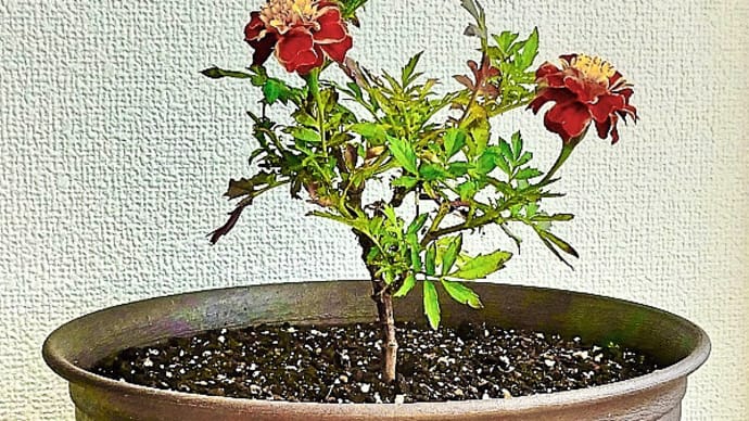 お正月に室内での花盛りを期待し、時季を遅らせて育てたマリーゴールドの苗を鉢に定植しました