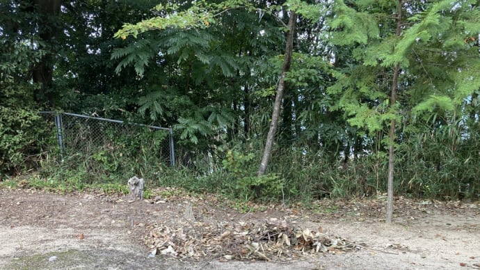 諏訪神社の清掃活動 境内と歩道の法面の落葉落枝の回収 2022年09月26日